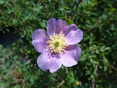 rosa californica